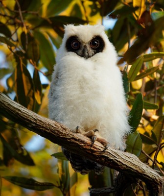 Birding Madagascar, Bird watching Madagascar, Africa Nature Tour, Naturalist Journeys, Wildlife Tour, Wildlife Photography, Ecotourism, Specialty Birds, Birding Hotspot, Endemic Birds