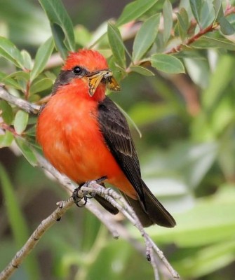 Vermillion Flycatcher, Birding South Texas, Bird watching, Rio Grande Valley, South Texas, Naturalist Journeys, Wildlife Tour, Wildlife Photography, Ecotourism, Specialty Birds, Birding Hotspot