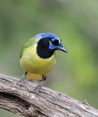 Green Jay, Birding South Texas, Bird watching, Rio Grande Valley, South Texas, Naturalist Journeys, Wildlife Tour, Wildlife Photography, Ecotourism, Specialty Birds, Birding Hotspot