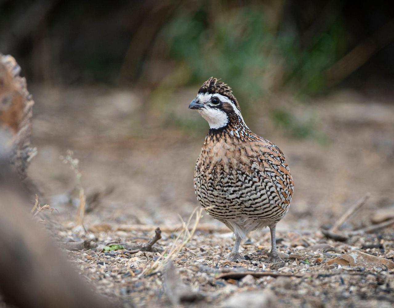 Birding South Texas, Bird watching, Rio Grande Valley, South Texas, Naturalist Journeys, Wildlife Tour, Wildlife Photography, Ecotourism, Specialty Birds, Birding Hotspot