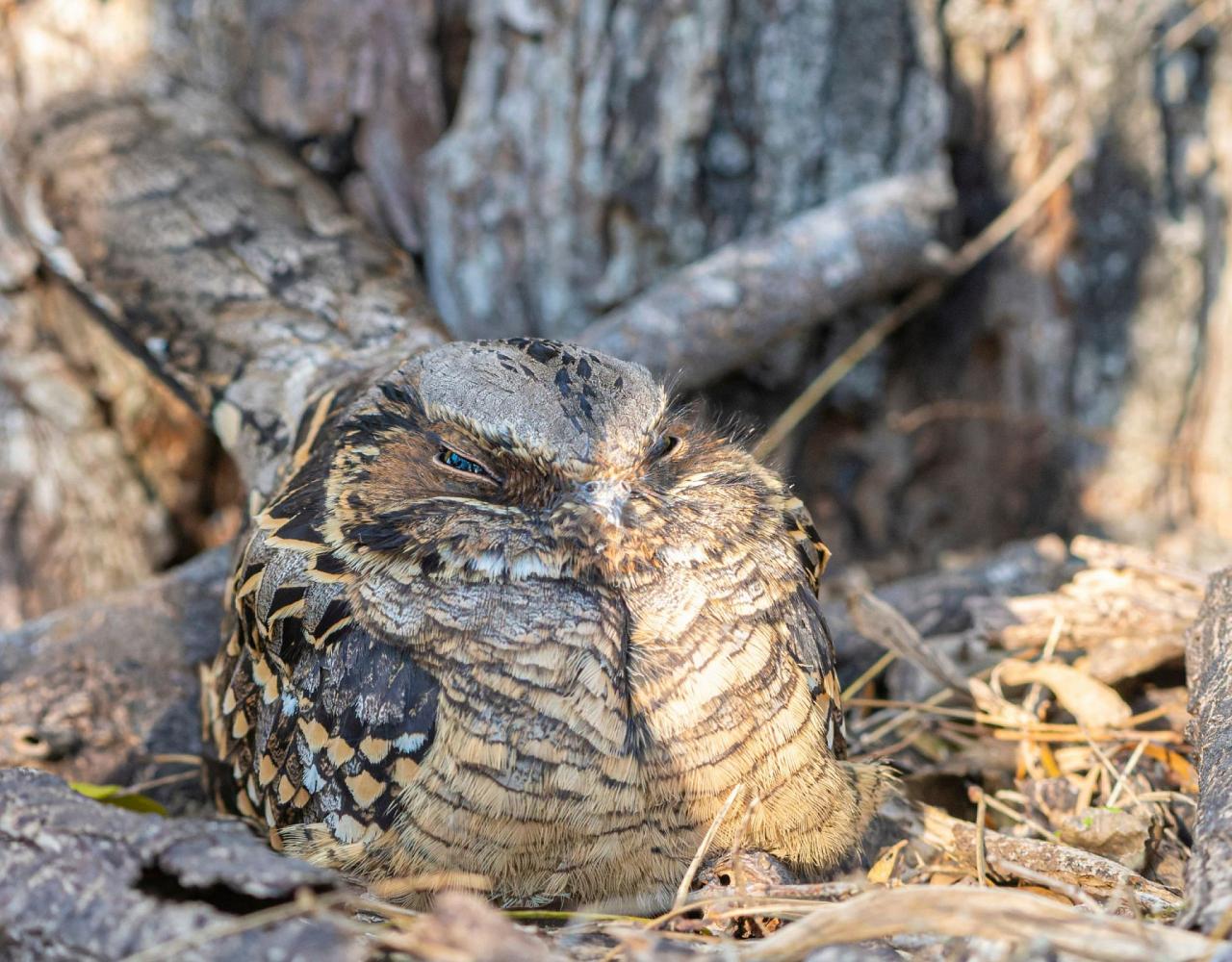 Birding South Texas, Bird watching, Rio Grande Valley, South Texas, Naturalist Journeys, Wildlife Tour, Wildlife Photography, Ecotourism, Specialty Birds, Birding Hotspot