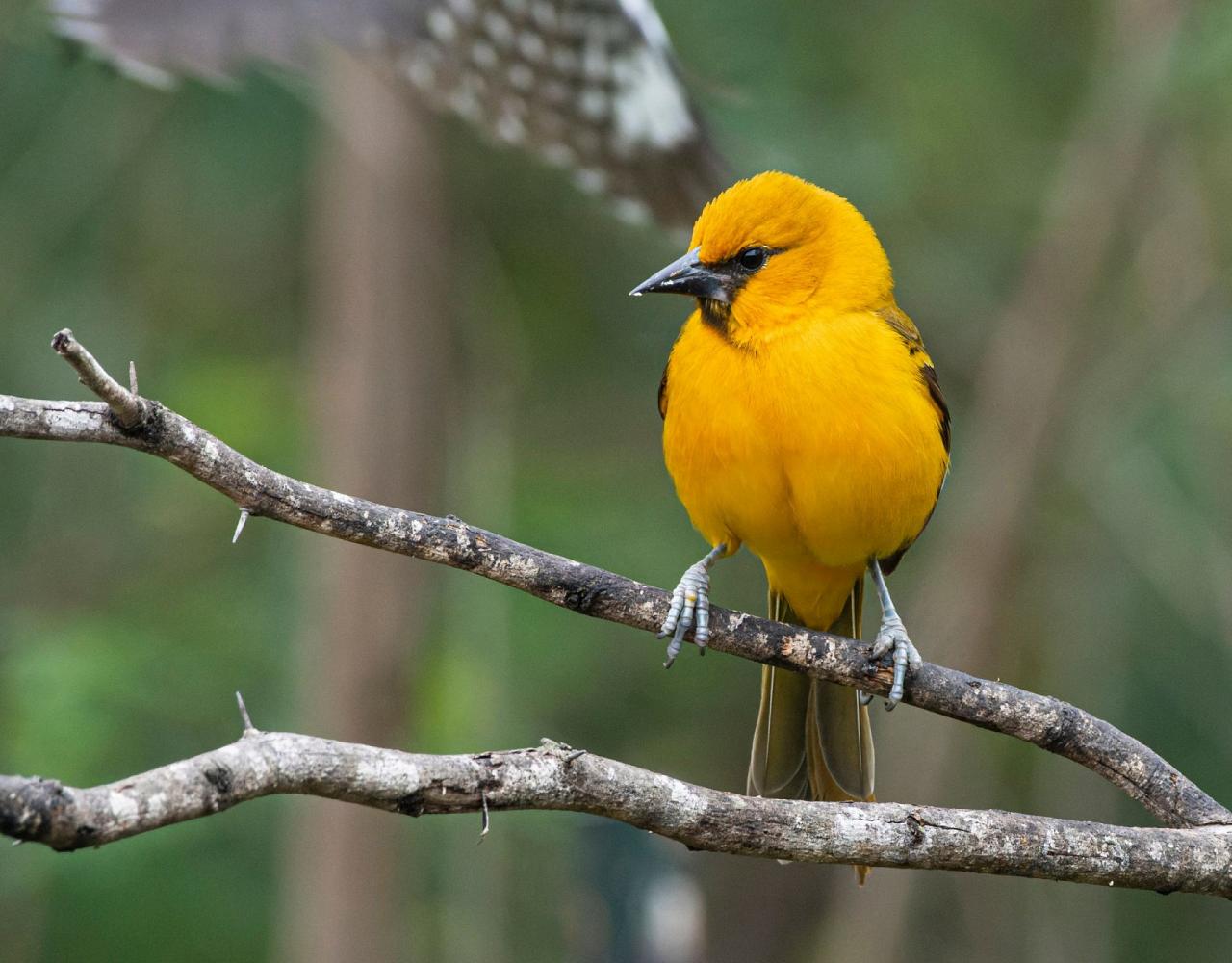 Birding South Texas, Bird watching, Rio Grande Valley, South Texas, Naturalist Journeys, Wildlife Tour, Wildlife Photography, Ecotourism, Specialty Birds, Birding Hotspot