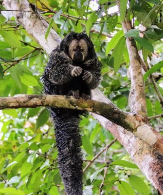 amazon rainforest river cruise