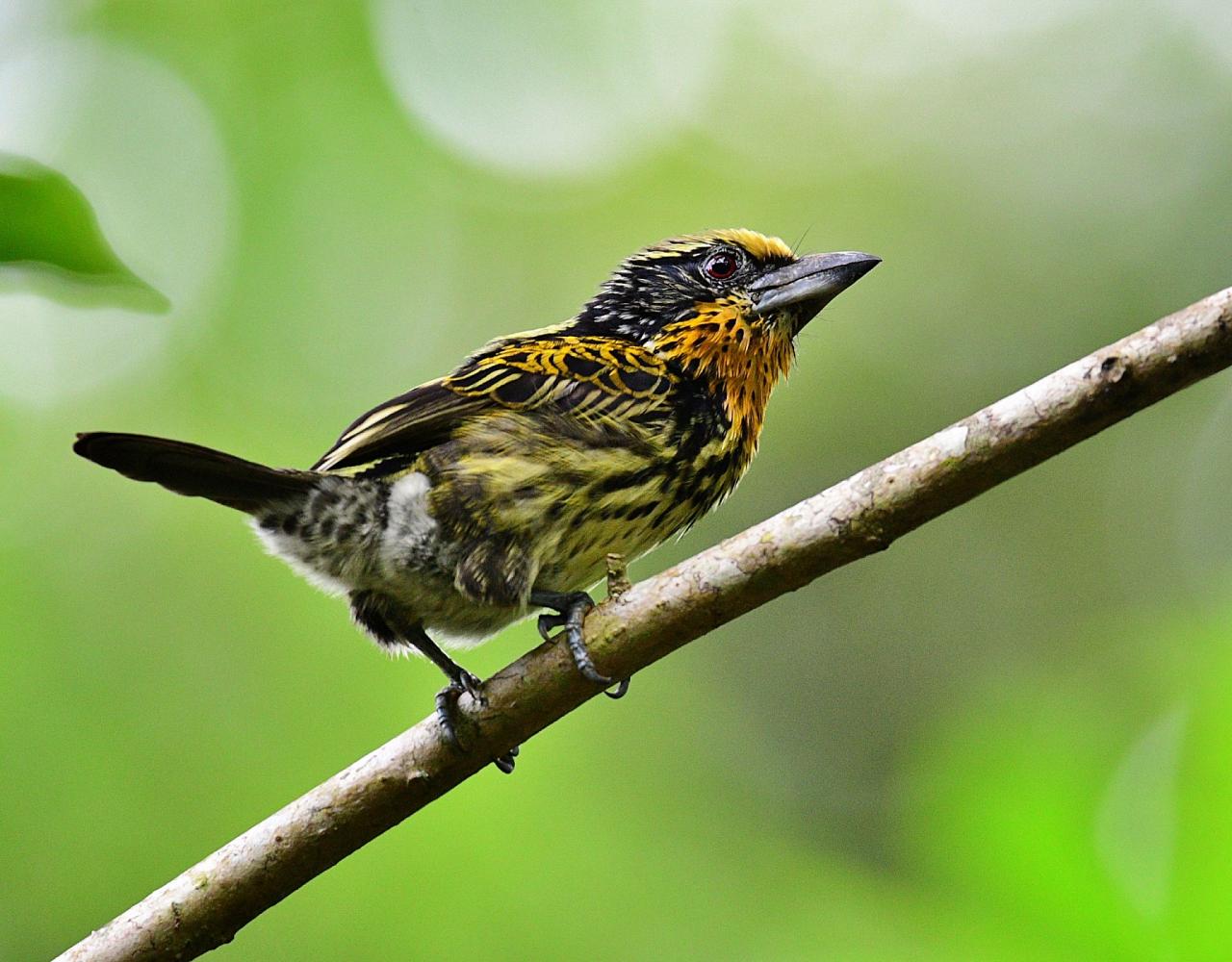 Birding the Amazon, Bird watching South America, Nature Tour, Amazon River, Naturalist Journeys, Wildlife Tour, Wildlife Photography, Ecotourism, Specialty Birds, Birding Hotspot, Endemic Birds