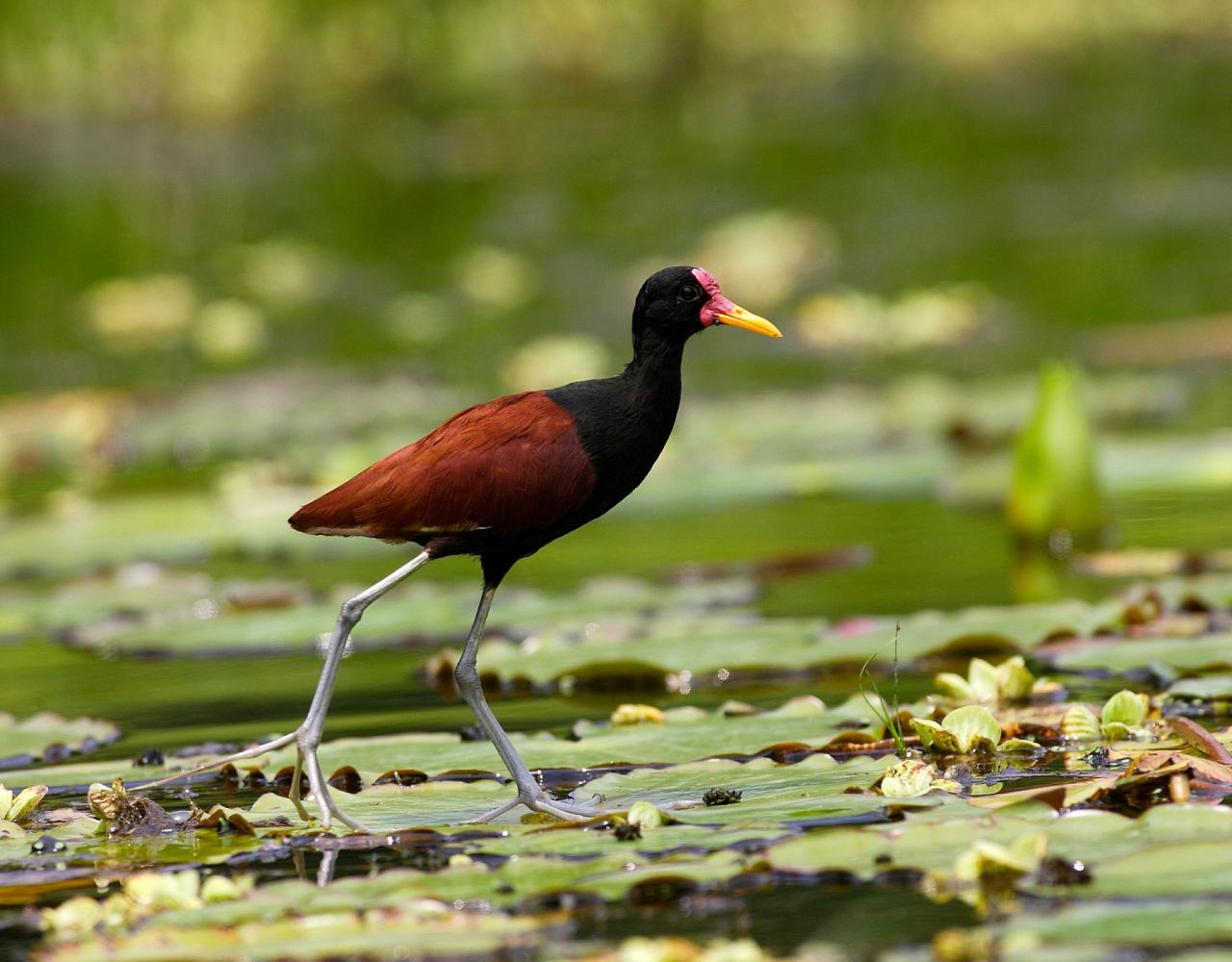 Birding the Amazon, Bird watching South America, Nature Tour, Amazon River, Naturalist Journeys, Wildlife Tour, Wildlife Photography, Ecotourism, Specialty Birds, Birding Hotspot, Endemic Birds