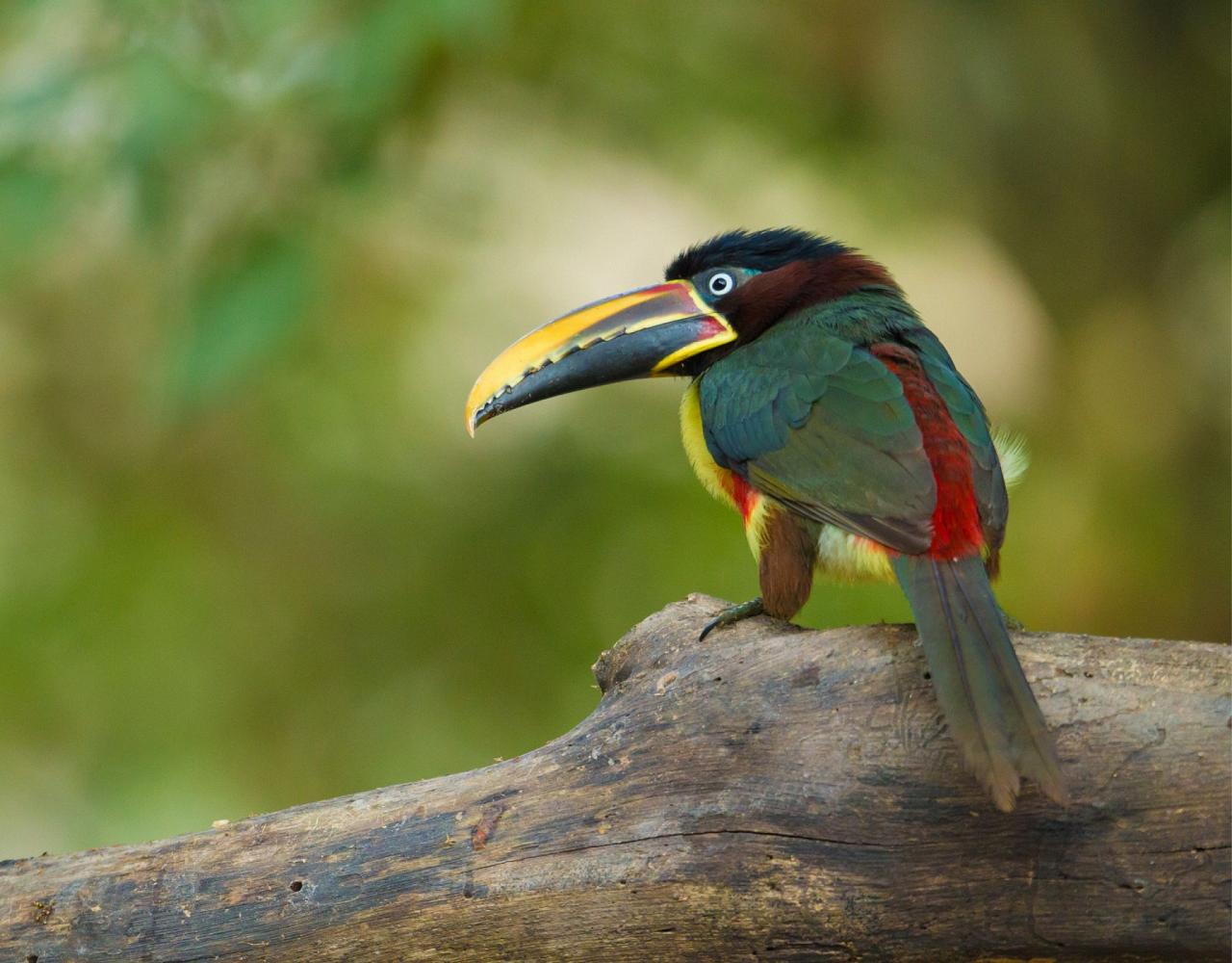 Birding the Amazon, Bird watching South America, Nature Tour, Amazon River, Naturalist Journeys, Wildlife Tour, Wildlife Photography, Ecotourism, Specialty Birds, Birding Hotspot, Endemic Birds