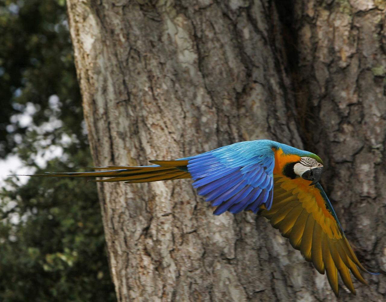 Birding the Amazon, Bird watching South America, Nature Tour, Amazon River, Naturalist Journeys, Wildlife Tour, Wildlife Photography, Ecotourism, Specialty Birds, Birding Hotspot, Endemic Birds