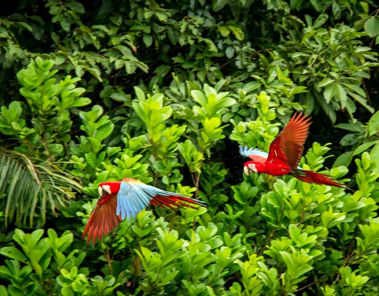 Birding the Amazon, Bird watching South America, Nature Tour, Amazon River, Naturalist Journeys, Wildlife Tour, Wildlife Photography, Ecotourism, Specialty Birds, Birding Hotspot, Endemic Birds
