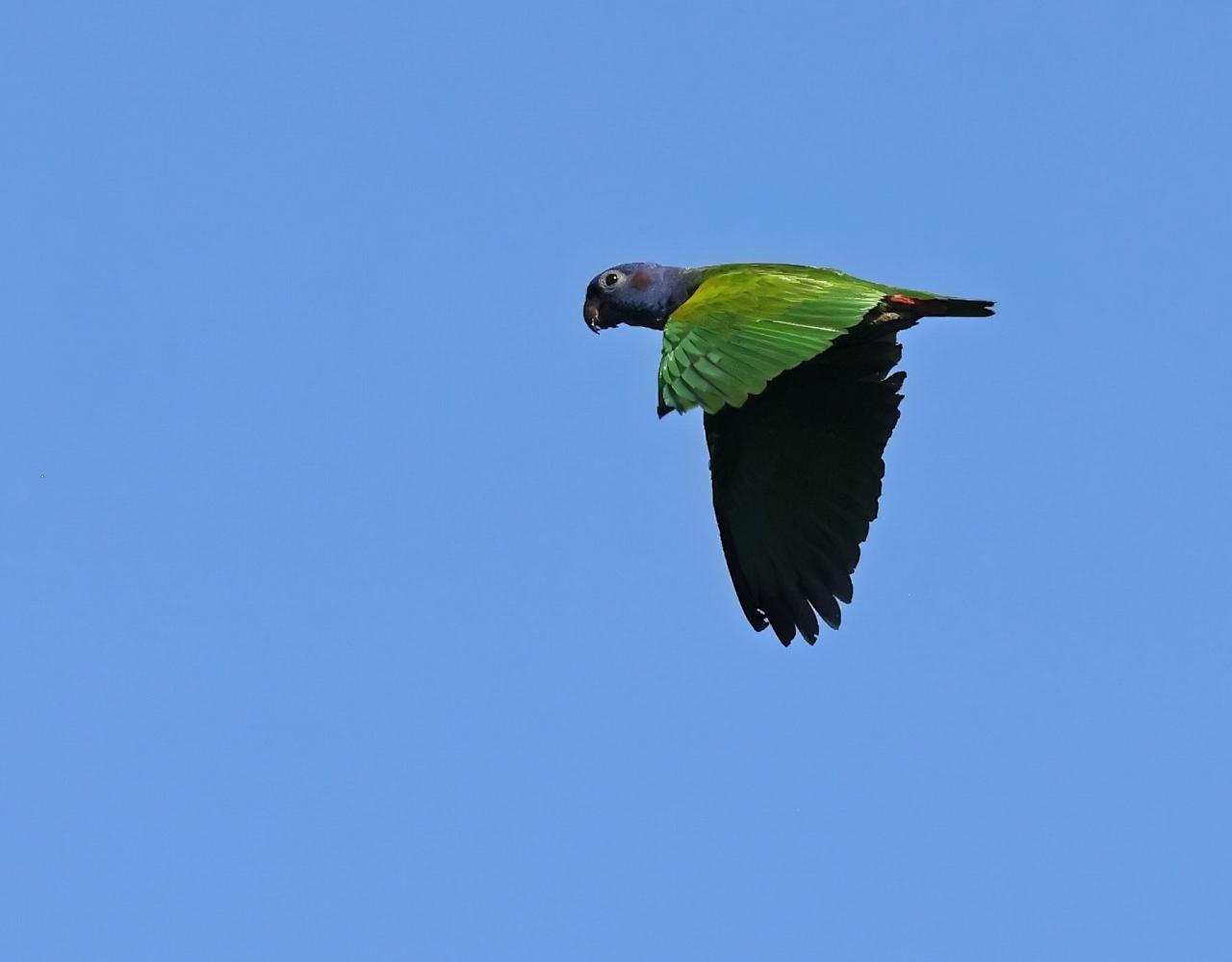 Birding the Amazon, Bird watching South America, Nature Tour, Amazon River, Naturalist Journeys, Wildlife Tour, Wildlife Photography, Ecotourism, Specialty Birds, Birding Hotspot, Endemic Birds