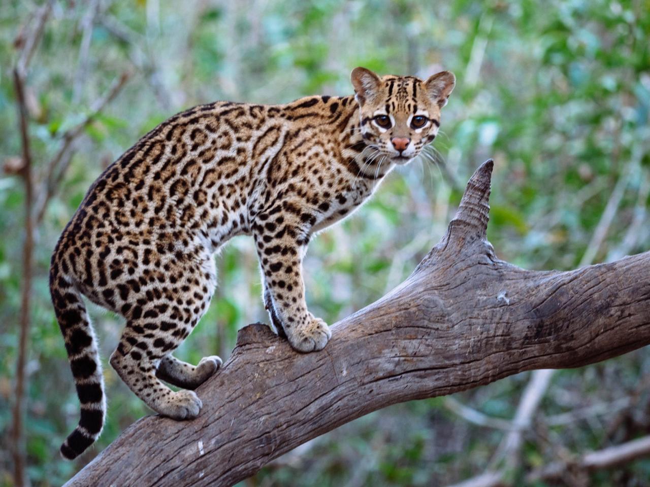 Ocelot, Belize, Central America, Naturalist Journeys, Wildlife Tour, Belize Wildlife