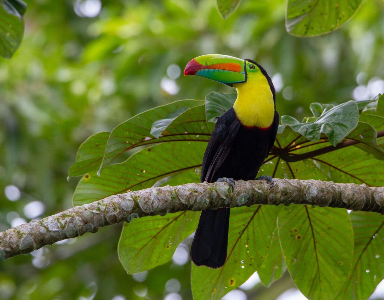 Birding Belize, Bird Watching Belize, Bird Watching Central America, Neotropical Birds, Naturalist Journeys, Wildlife Tour, Wildlife Photography, Ecotourism, Specialty Birds, Endemic Birds, Birding Hotspot, Lamanai 