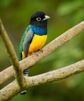 Gartered Trogon, Birding Belize, Bird Watching Belize, Bird Watching Central America, Neotropical Birds, Naturalist Journeys, Wildlife Tour, Wildlife Photography, Ecotourism, Specialty Birds, Endemic Birds, Birding Hotspot, Lamanai 