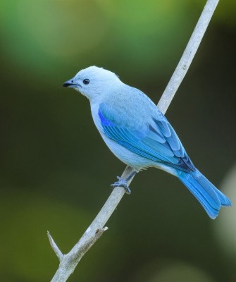 Blue-and-gray Tanager, Birding Belize, Bird Watching Belize, Bird Watching Central America, Neotropical Birds, Naturalist Journeys, Wildlife Tour, Wildlife Photography, Ecotourism, Specialty Birds, Endemic Birds, Birding Hotspot, Lamanai 