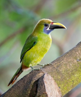 Emerald Toucanet, Birding Belize, Bird Watching Belize, Bird Watching Central America, Neotropical Birds, Naturalist Journeys, Wildlife Tour, Wildlife Photography, Ecotourism, Specialty Birds, Endemic Birds, Birding Hotspot, Lamanai 