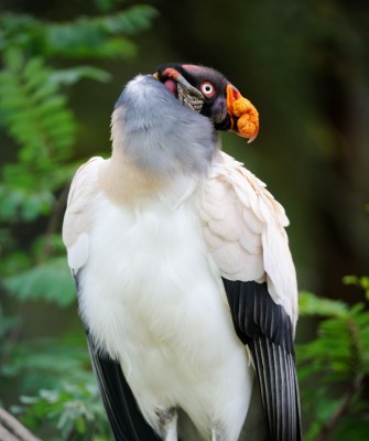 King Vulture, Birding Belize, Bird Watching Belize, Bird Watching Central America, Neotropical Birds, Naturalist Journeys, Wildlife Tour, Wildlife Photography, Ecotourism, Specialty Birds, Endemic Birds, Birding Hotspot, Lamanai 