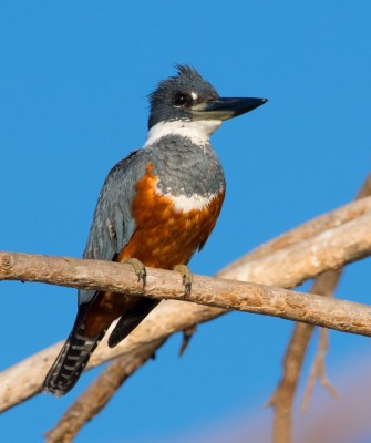 Ringed Kingfisher, Birding Belize, Bird Watching Belize, Bird Watching Central America, Neotropical Birds, Naturalist Journeys, Wildlife Tour, Wildlife Photography, Ecotourism, Specialty Birds, Endemic Birds, Birding Hotspot, Lamanai 