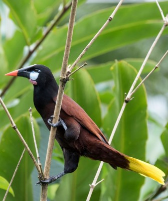 Montezuma Oropendola, Birding Belize, Bird Watching Belize, Bird Watching Central America, Neotropical Birds, Naturalist Journeys, Wildlife Tour, Wildlife Photography, Ecotourism, Specialty Birds, Endemic Birds, Birding Hotspot, Lamanai 