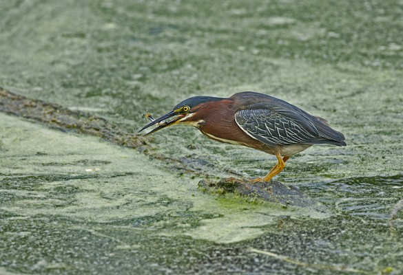 Green Heron, Texas, Texas Coast, Big Thicket, Texas Birding Tour, Spring Migration Tour, Texas Migration Tour, Texas Nature Tour, Naturalist Journeys