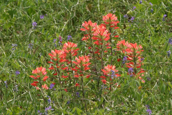 Indian Paintbrush, Texas, Texas Coast, Big Thicket, Texas Birding Tour, Spring Migration Tour, Texas Migration Tour, Texas Nature Tour, Naturalist Journeys