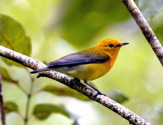 Prothonotary Warbler, Texas, Texas Coast, Big Thicket, Texas Birding Tour, Spring Migration Tour, Texas Migration Tour, Texas Nature Tour, Naturalist Journeys