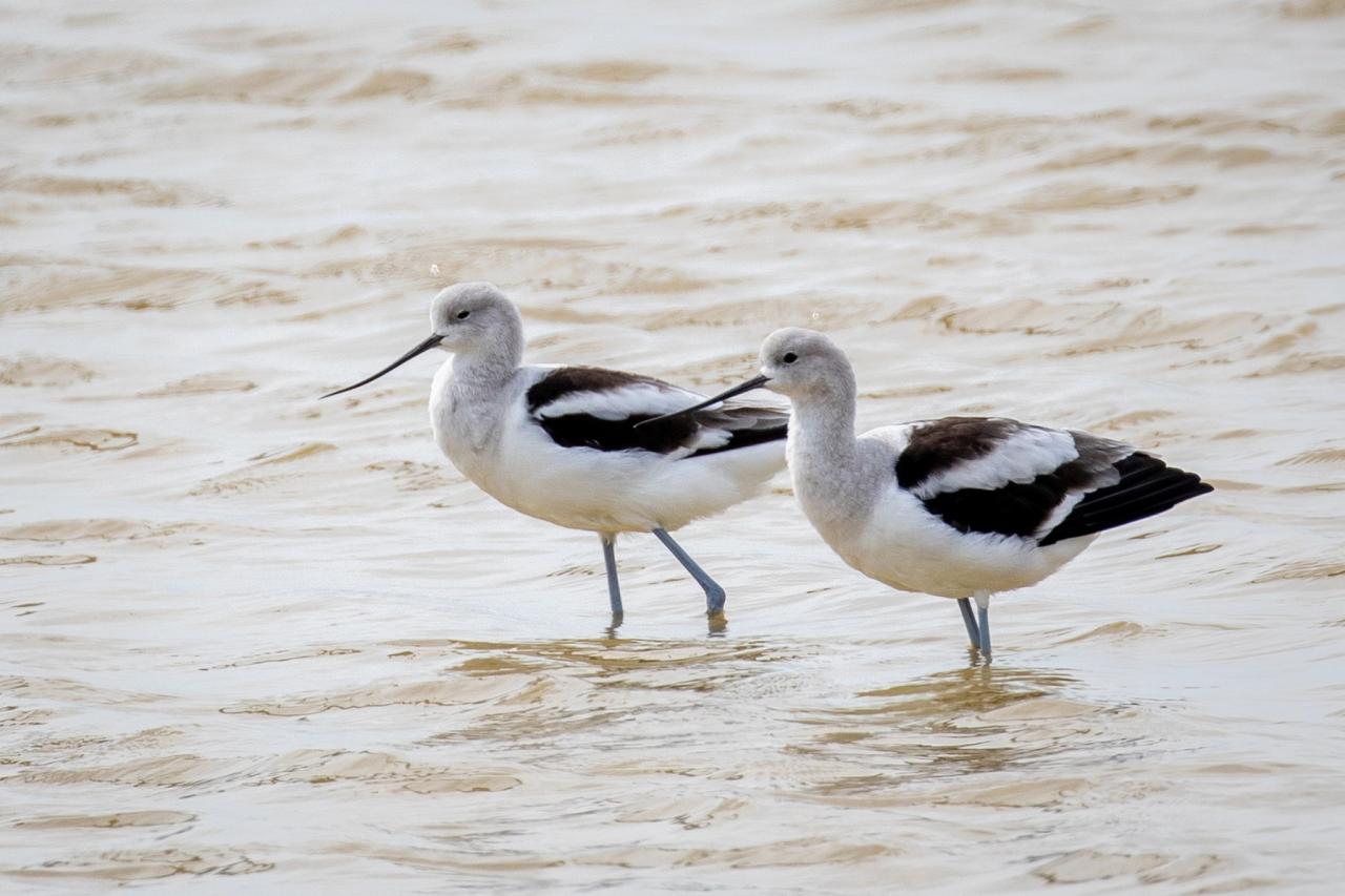 American Avocet, Texas, Texas Coast, Big Thicket, Texas Birding Tour, Spring Migration Tour, Texas Migration Tour, Texas Nature Tour, Naturalist Journeys