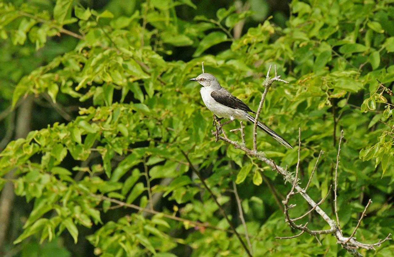 Tropical Mockingbird, Texas, Texas Coast, Big Thicket, Texas Birding Tour, Spring Migration Tour, Texas Migration Tour, Texas Nature Tour, Naturalist Journeys