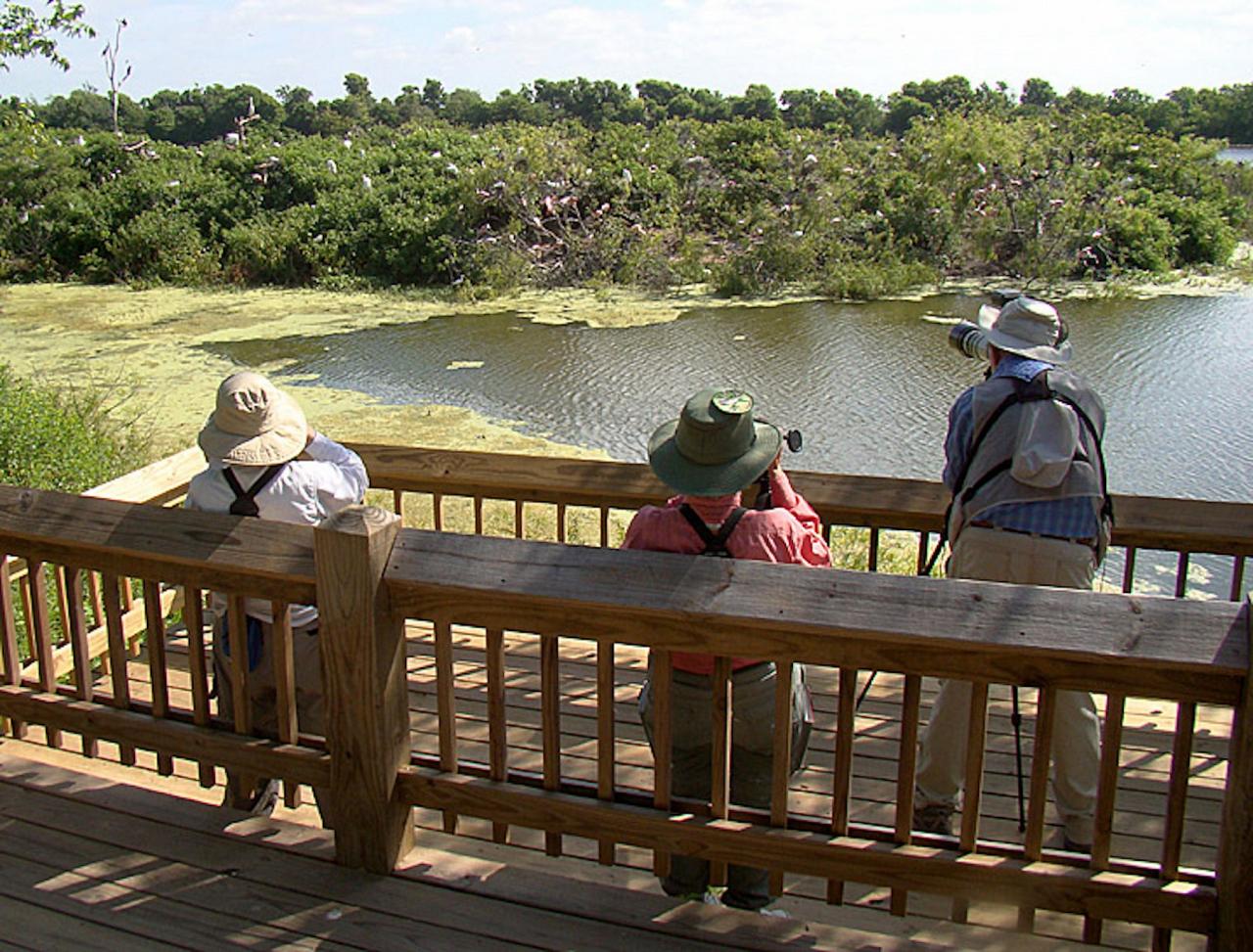 Texas, Texas Coast, Big Thicket, Texas Birding Tour, Spring Migration Tour, Texas Migration Tour, Texas Nature Tour, Naturalist Journeys