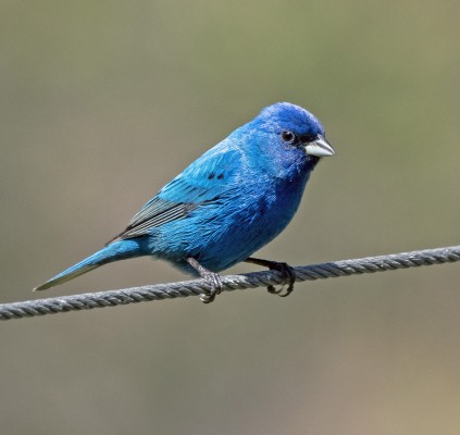 Indigo Bunting, Texas, Texas Coast, Big Thicket, Texas Birding Tour, Spring Migration Tour, Texas Migration Tour, Texas Nature Tour, Naturalist Journeys