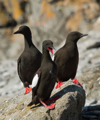 Birding Scotland, Bird Watching Scotland, United Kingdom, Scottish Isles, Naturalist Journeys, Wildlife Tour, Wildlife Photography, Ecotourism, Specialty Birds, Endemic Birds, Birding Hotspot, Cruise, Puffin