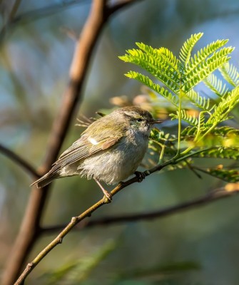 Birding Scotland, Bird Watching Scotland, United Kingdom, Scottish Isles, Naturalist Journeys, Wildlife Tour, Wildlife Photography, Ecotourism, Specialty Birds, Endemic Birds, Birding Hotspot, Cruise, Puffin