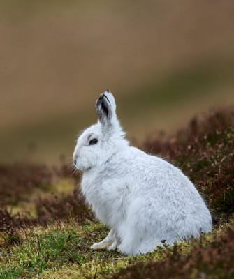 Birding Scotland, Bird Watching Scotland, United Kingdom, Scottish Isles, Naturalist Journeys, Wildlife Tour, Wildlife Photography, Ecotourism, Specialty Birds, Endemic Birds, Birding Hotspot, Cruise, Puffin