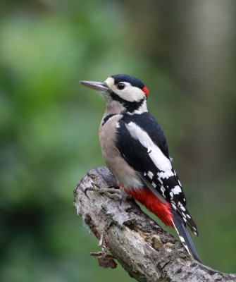 Birding Scotland, Bird Watching Scotland, United Kingdom, Scottish Isles, Naturalist Journeys, Wildlife Tour, Wildlife Photography, Ecotourism, Specialty Birds, Endemic Birds, Birding Hotspot, Cruise, Puffin