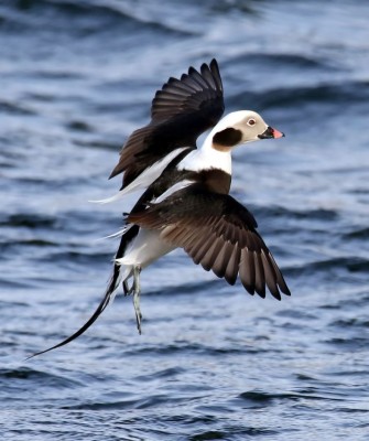 Birding Scotland, Bird Watching Scotland, United Kingdom, Scottish Isles, Naturalist Journeys, Wildlife Tour, Wildlife Photography, Ecotourism, Specialty Birds, Endemic Birds, Birding Hotspot, Cruise, Puffin