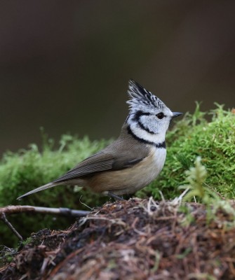 Birding Scotland, Bird Watching Scotland, United Kingdom, Scottish Isles, Naturalist Journeys, Wildlife Tour, Wildlife Photography, Ecotourism, Specialty Birds, Endemic Birds, Birding Hotspot, Cruise, Puffin