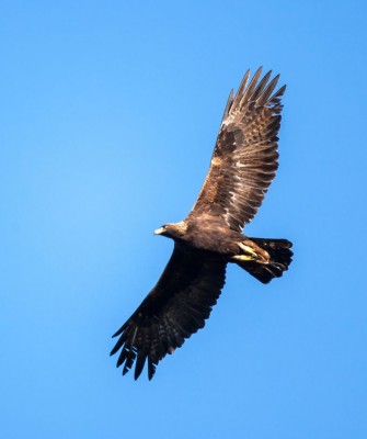 Birding Scotland, Bird Watching Scotland, United Kingdom, Scottish Isles, Naturalist Journeys, Wildlife Tour, Wildlife Photography, Ecotourism, Specialty Birds, Endemic Birds, Birding Hotspot, Cruise, Puffin