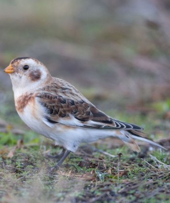 Birding Scotland, Bird Watching Scotland, United Kingdom, Scottish Isles, Naturalist Journeys, Wildlife Tour, Wildlife Photography, Ecotourism, Specialty Birds, Endemic Birds, Birding Hotspot, Cruise, Puffin