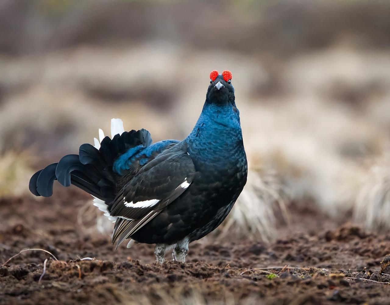 Birding Scotland, Bird Watching Scotland, United Kingdom, Scottish Isles, Naturalist Journeys, Wildlife Tour, Wildlife Photography, Ecotourism, Specialty Birds, Endemic Birds, Birding Hotspot, Cruise, Puffin