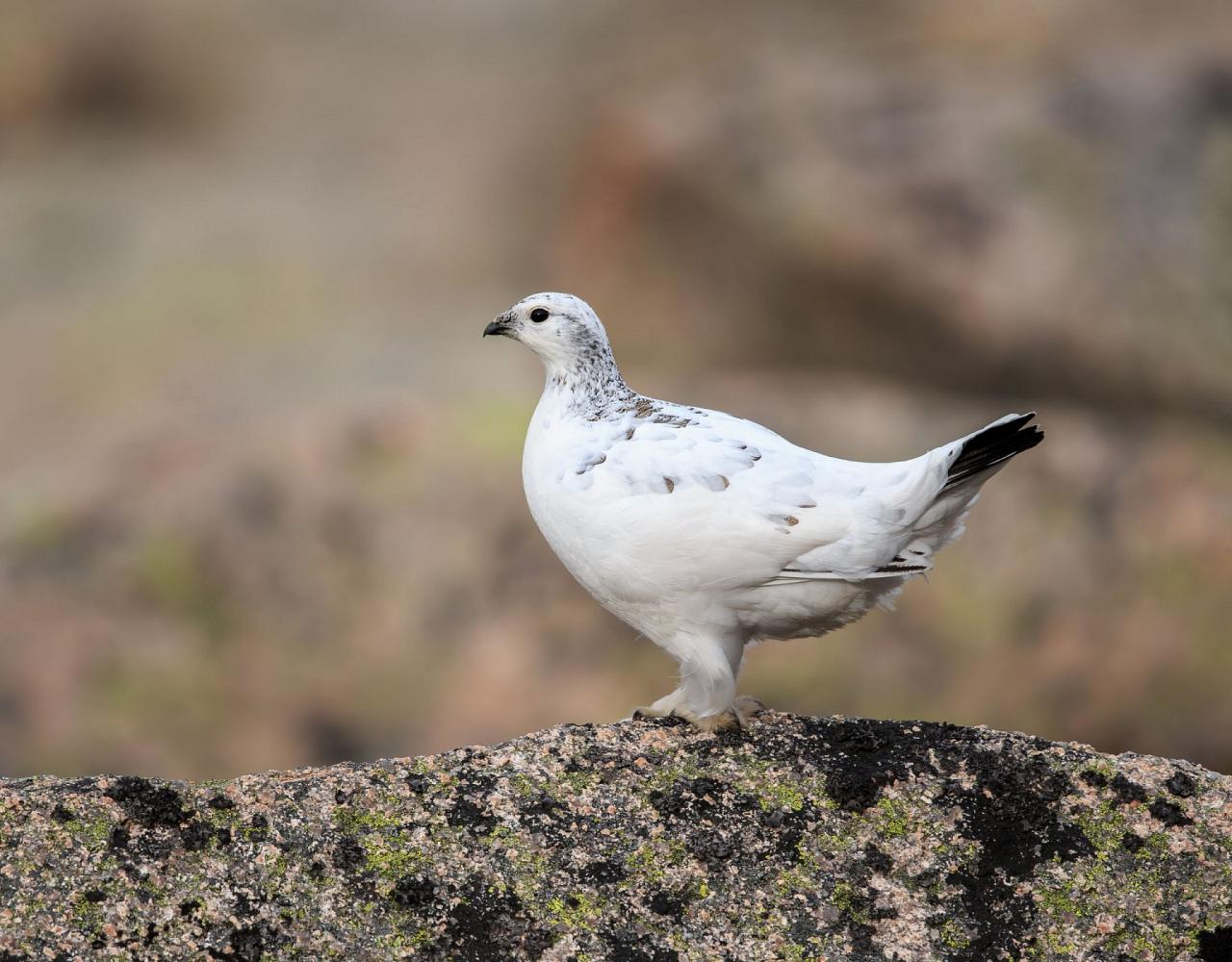 Birding Scotland, Bird Watching Scotland, United Kingdom, Scottish Isles, Naturalist Journeys, Wildlife Tour, Wildlife Photography, Ecotourism, Specialty Birds, Endemic Birds, Birding Hotspot, Cruise, Puffin