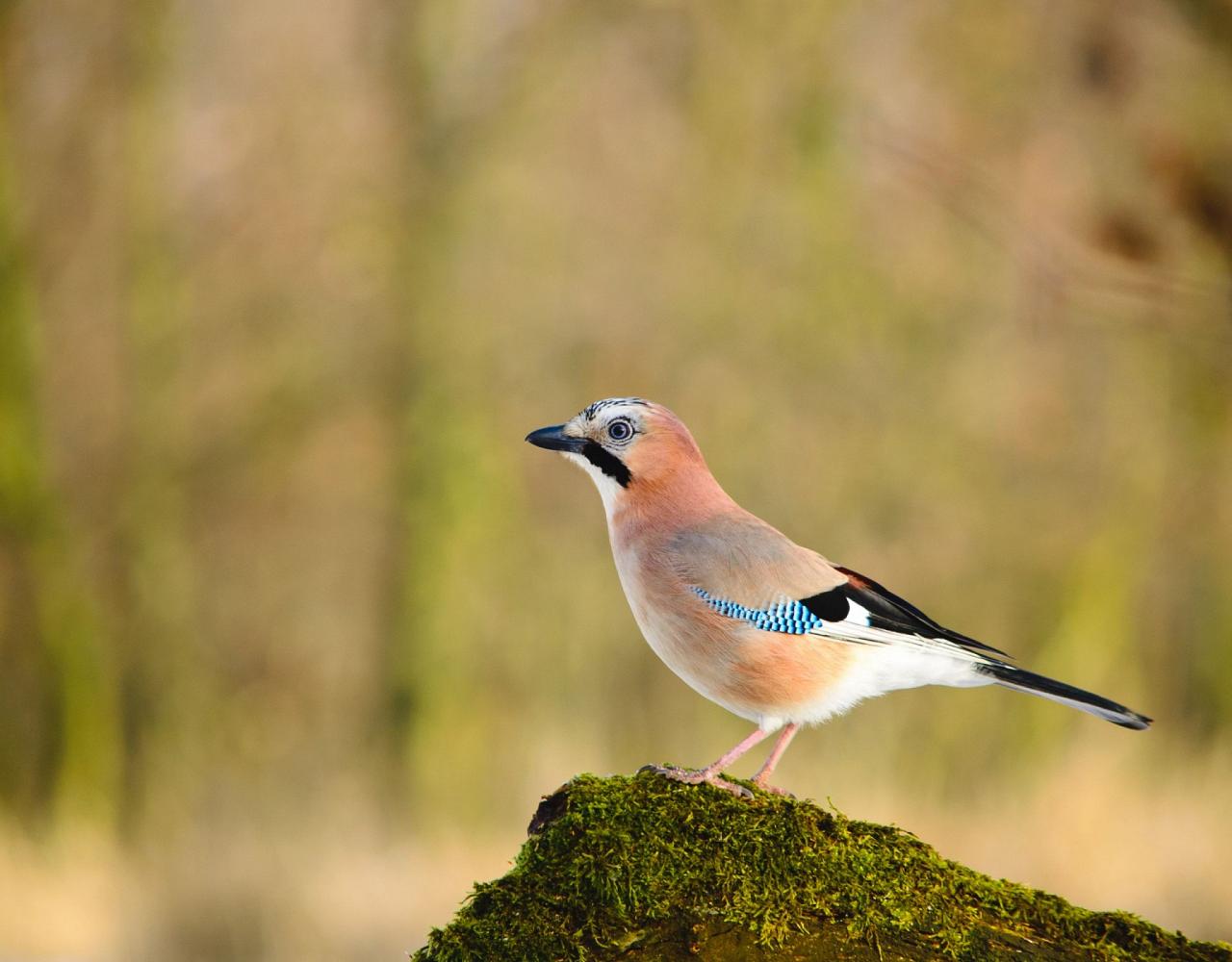 Birding Scotland, Bird Watching Scotland, United Kingdom, Scottish Isles, Naturalist Journeys, Wildlife Tour, Wildlife Photography, Ecotourism, Specialty Birds, Endemic Birds, Birding Hotspot, Cruise, Puffin