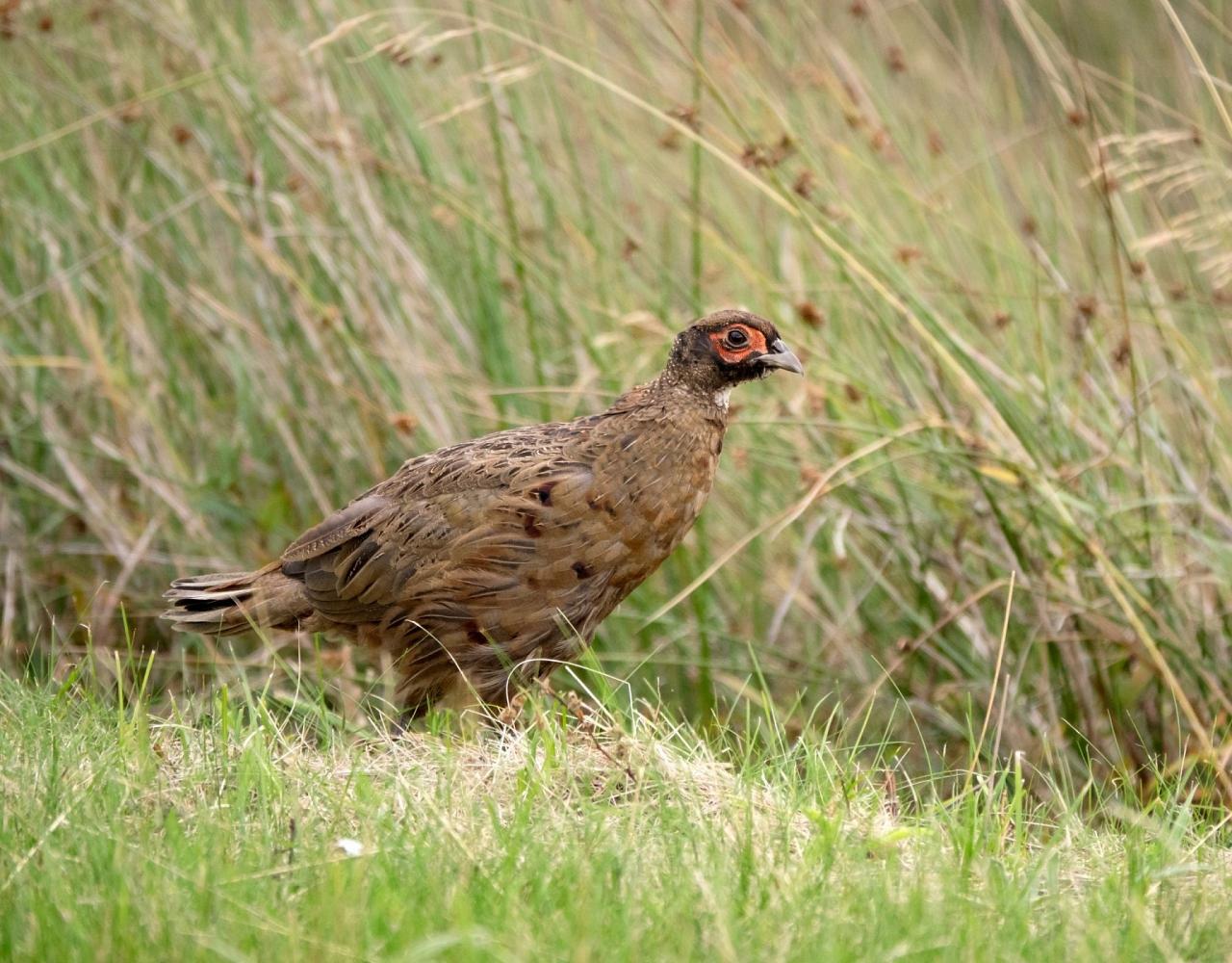 Birding Scotland, Bird Watching Scotland, United Kingdom, Scottish Isles, Naturalist Journeys, Wildlife Tour, Wildlife Photography, Ecotourism, Specialty Birds, Endemic Birds, Birding Hotspot, Cruise, Puffin