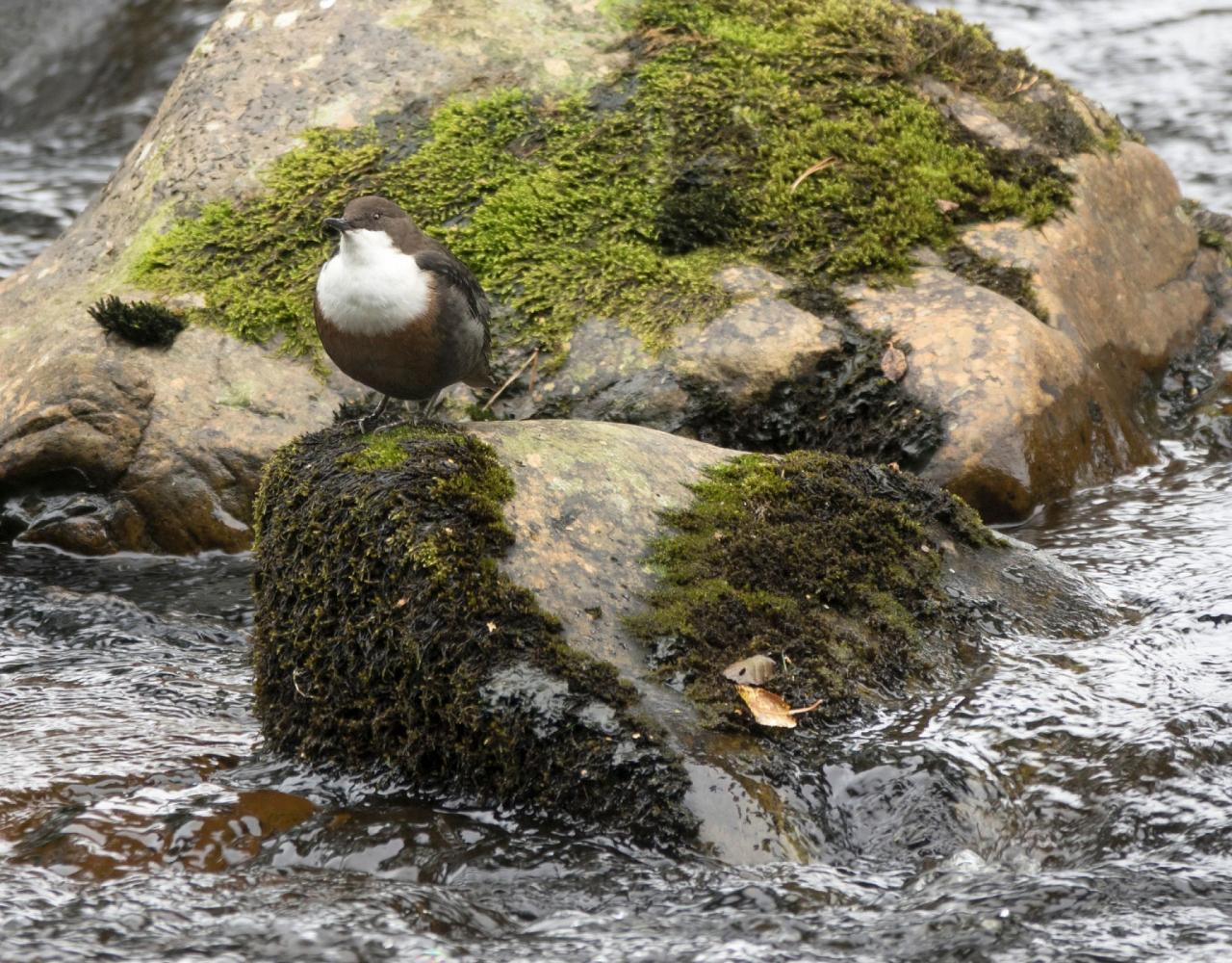 Birding Scotland, Bird Watching Scotland, United Kingdom, Scottish Isles, Naturalist Journeys, Wildlife Tour, Wildlife Photography, Ecotourism, Specialty Birds, Endemic Birds, Birding Hotspot, Cruise, Puffin