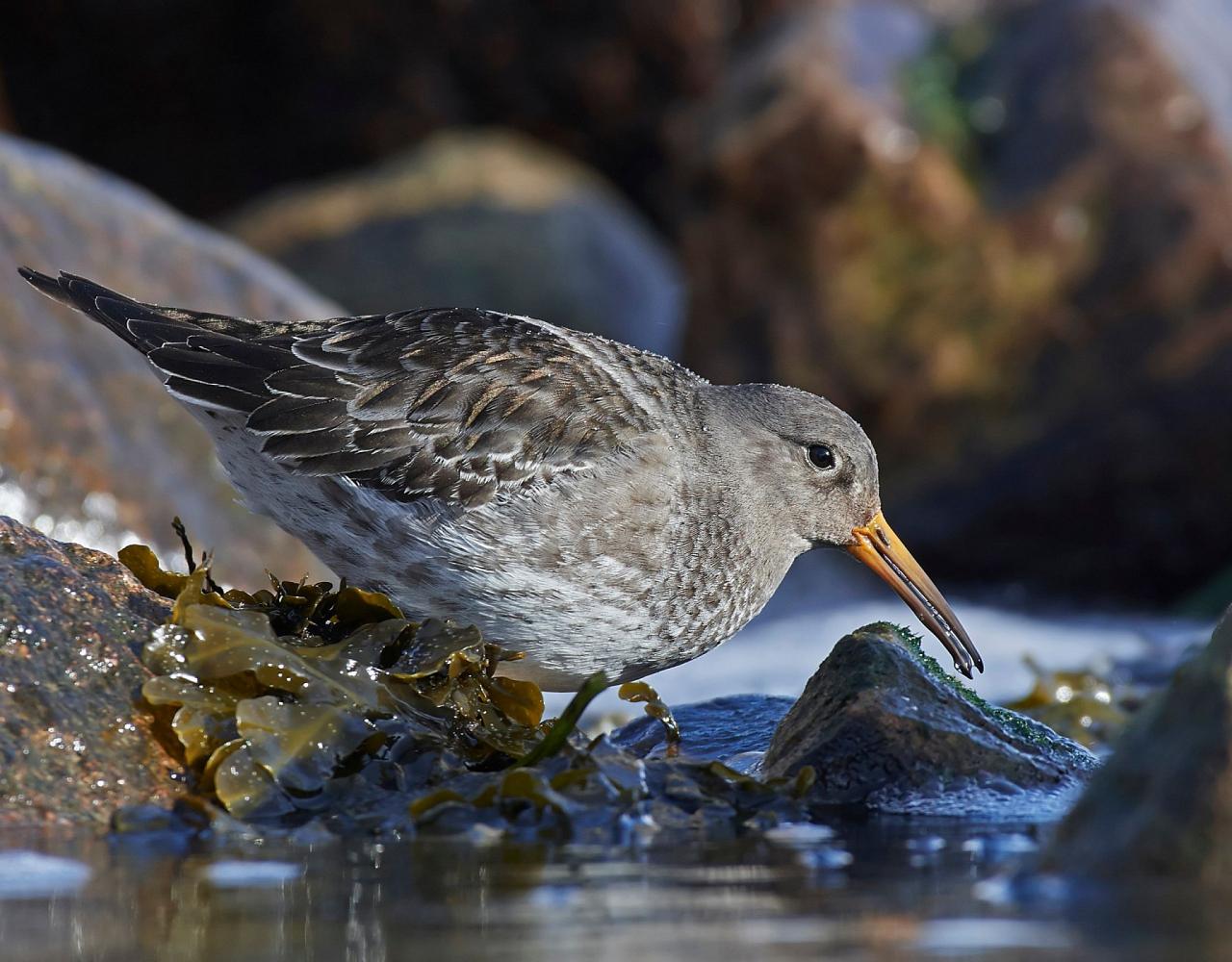 Birding Scotland, Bird Watching Scotland, United Kingdom, Scottish Isles, Naturalist Journeys, Wildlife Tour, Wildlife Photography, Ecotourism, Specialty Birds, Endemic Birds, Birding Hotspot, Cruise, Puffin