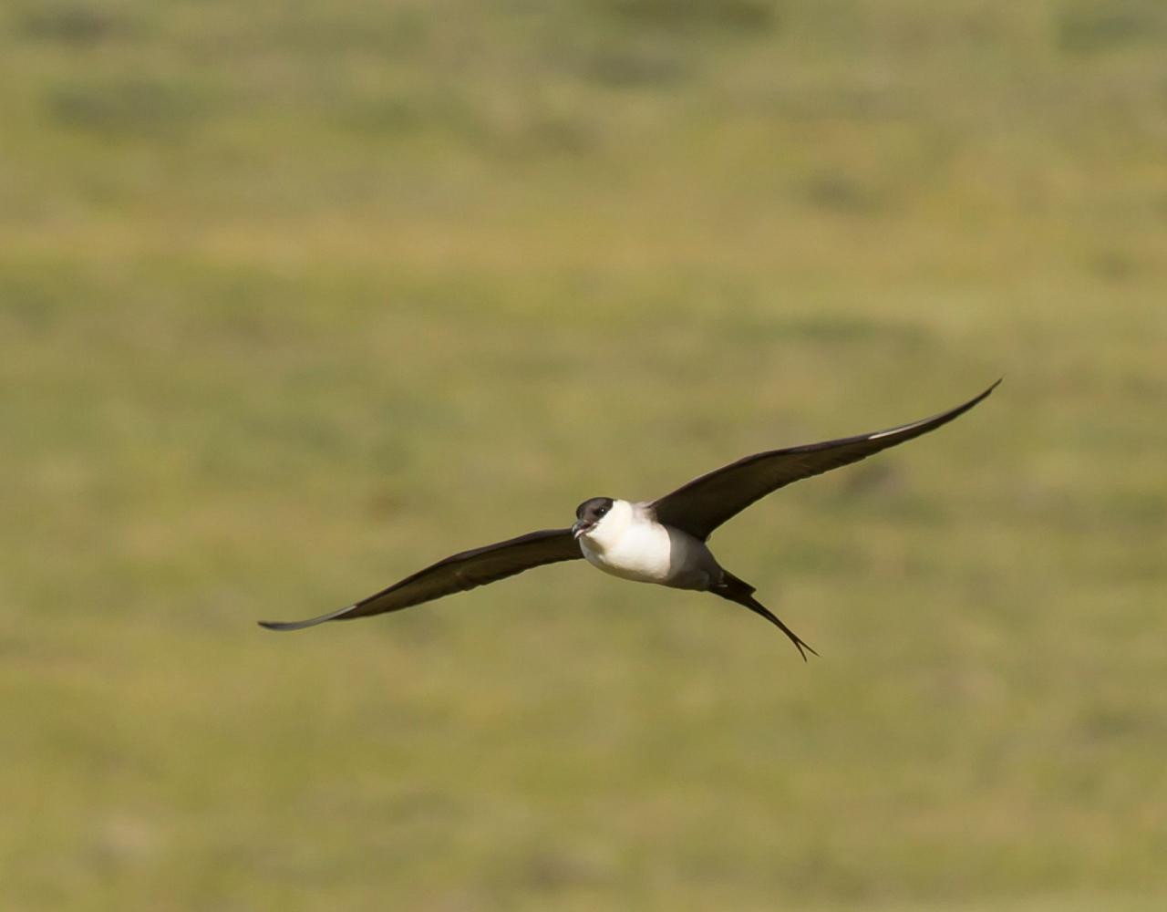 Birding Scotland, Bird Watching Scotland, United Kingdom, Scottish Isles, Naturalist Journeys, Wildlife Tour, Wildlife Photography, Ecotourism, Specialty Birds, Endemic Birds, Birding Hotspot, Cruise, Puffin