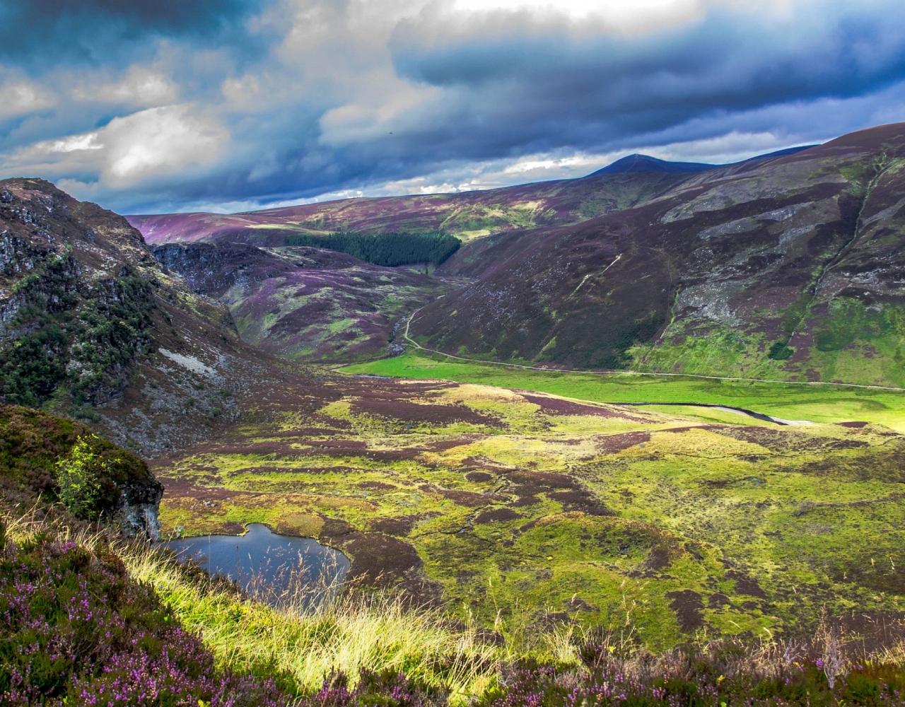 Birding Scotland, Bird Watching Scotland, United Kingdom, Scottish Isles, Naturalist Journeys, Wildlife Tour, Wildlife Photography, Ecotourism, Specialty Birds, Endemic Birds, Birding Hotspot, Cruise, Puffin