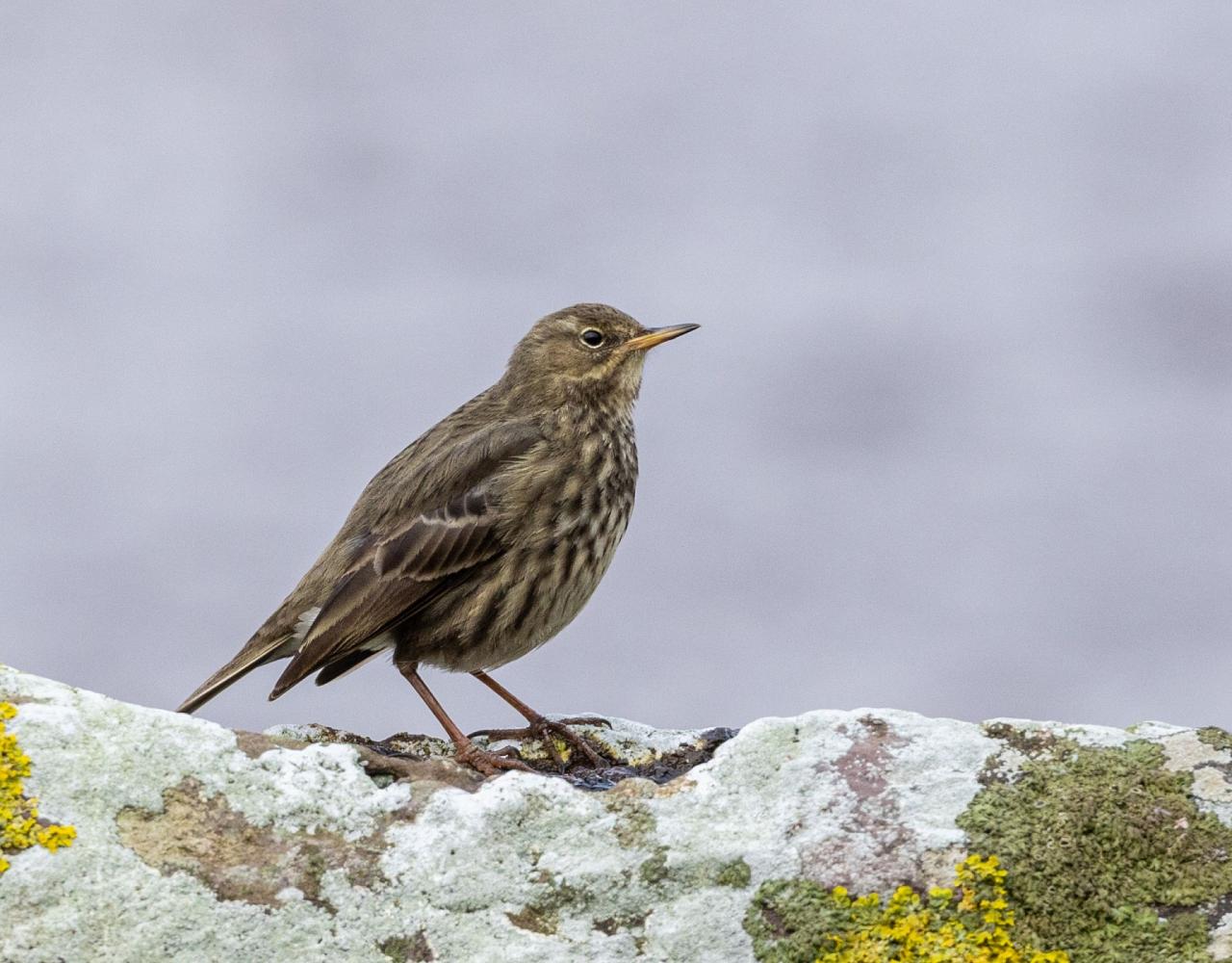 Birding Scotland, Bird Watching Scotland, United Kingdom, Scottish Isles, Naturalist Journeys, Wildlife Tour, Wildlife Photography, Ecotourism, Specialty Birds, Endemic Birds, Birding Hotspot, Cruise, Puffin