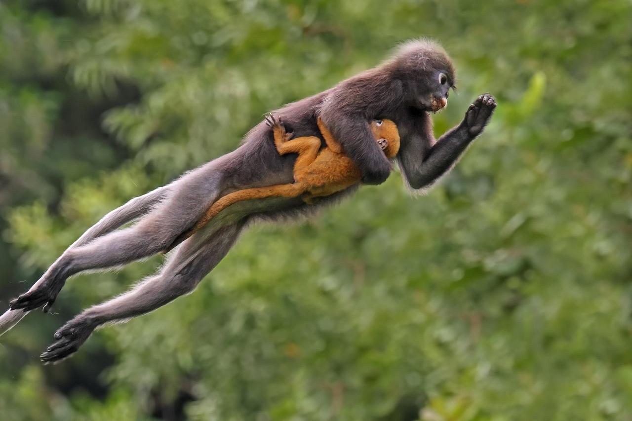 	Thailand Birding and Nature tour Naturalist Journeys, Doi Inthanon National Park, Dusky Langur, Roughdiamond21