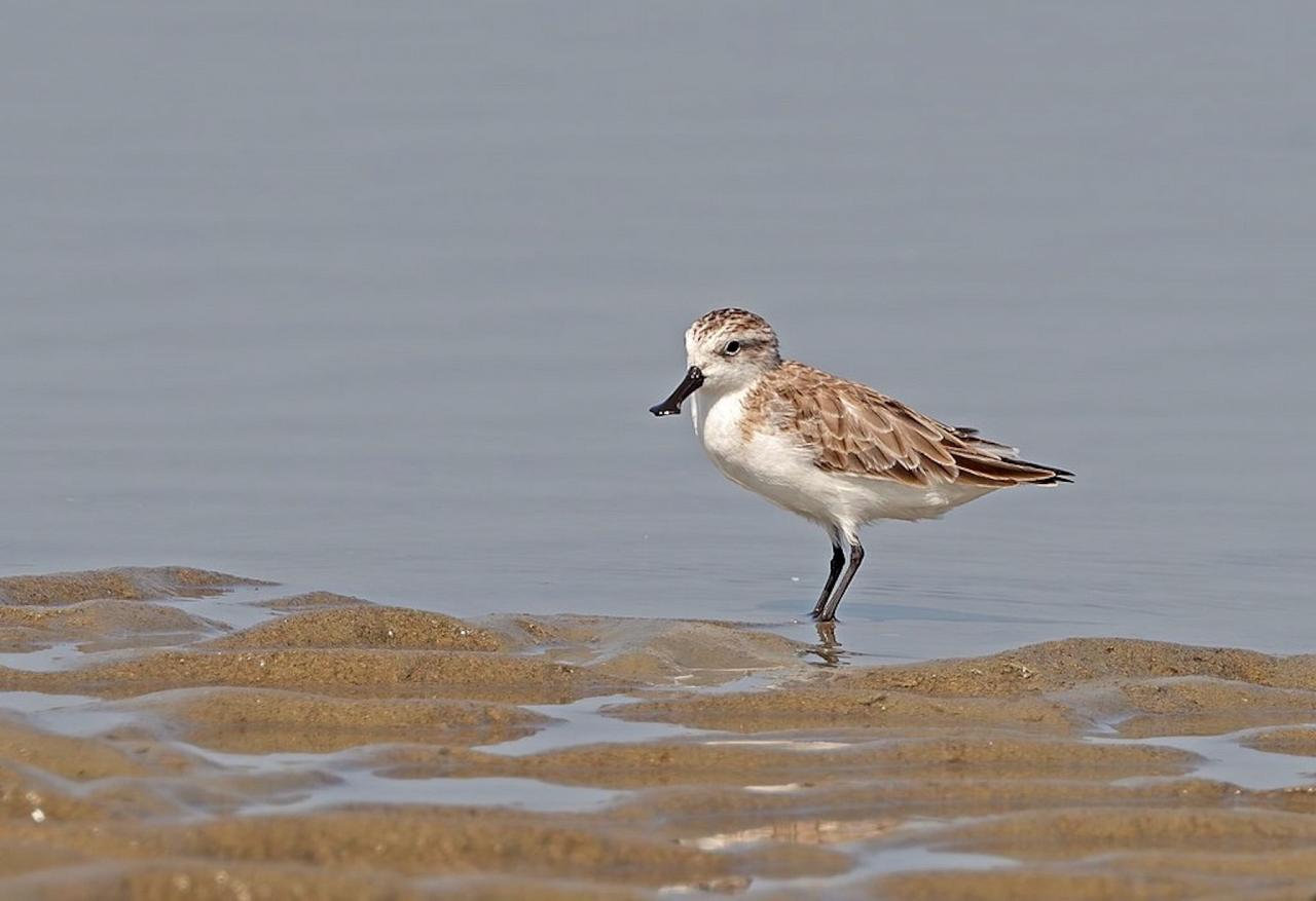 	Thailand Birding and Nature tour Naturalist Journeys, Doi Inthanon National Park, Kaeng Krachan National Park, Spoon-billed Sandpiper, Tareq's Photography