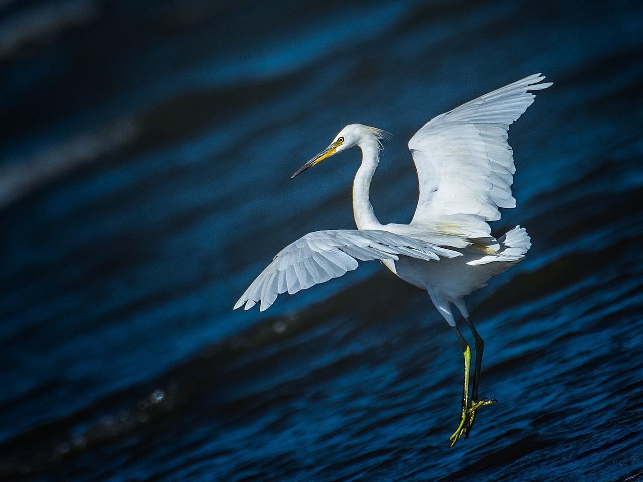 	Thailand Birding and Nature tour Naturalist Journeys, Doi Inthanon National Park, Chinese Egret, Kirkamon