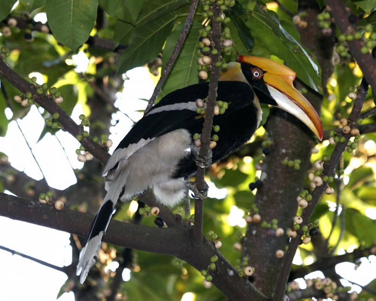 	Thailand Birding and Nature tour Naturalist Journeys, Doi Inthanon National Park, Female Giant Hornbill, Lip Kee Yap