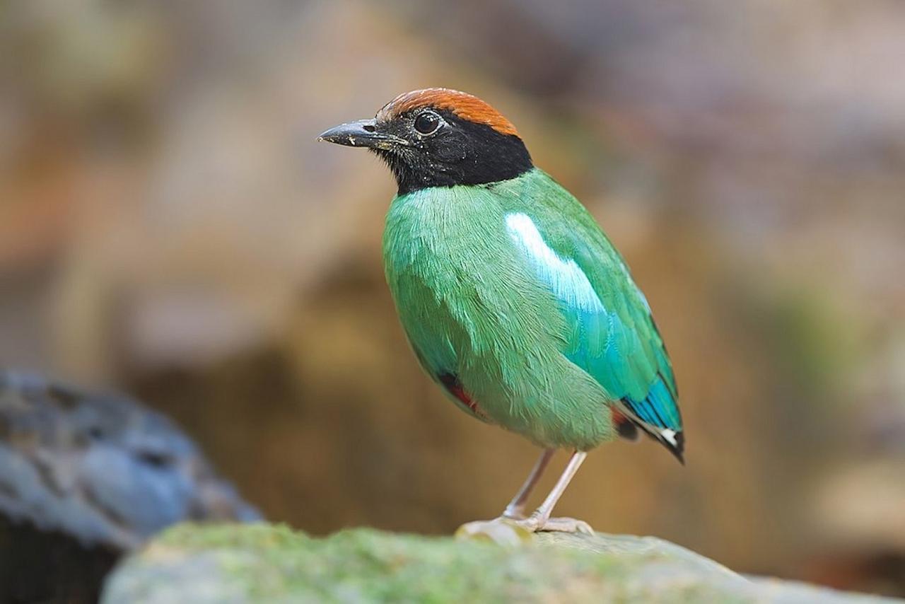 	Thailand Birding and Nature tour Naturalist Journeys, Doi Inthanon National Park, Hooded Pitta, JJ Harrison